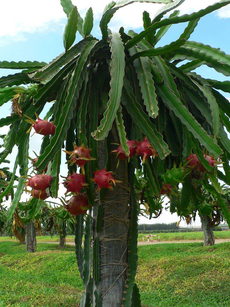 Understanding Flowering Patterns