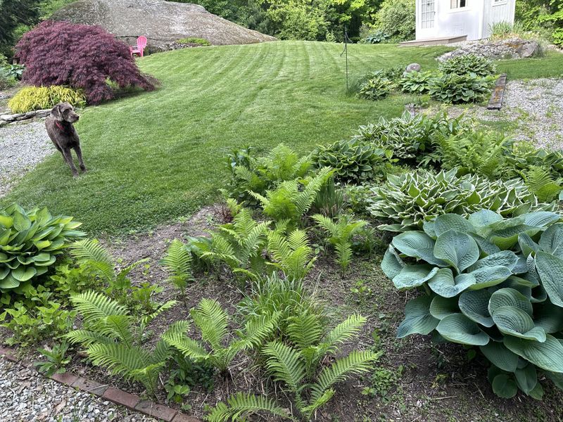 Mulch Outdoor Ferns To Retain Moisture