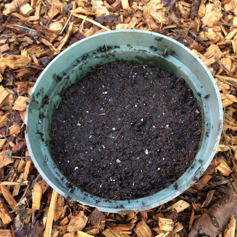 Keep the soil moist but not soggy