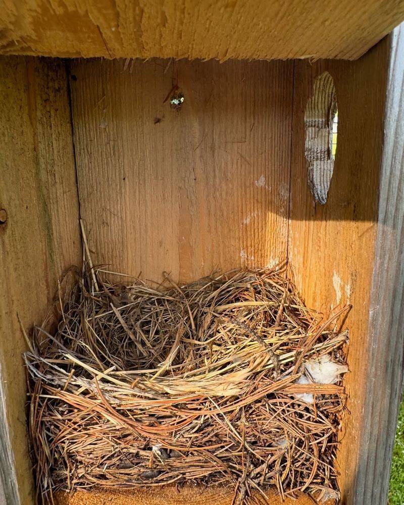 Offer Nesting Materials Like Twigs And Straw