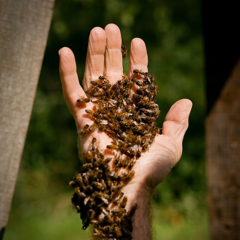 Reduce Dependency on Honeybees