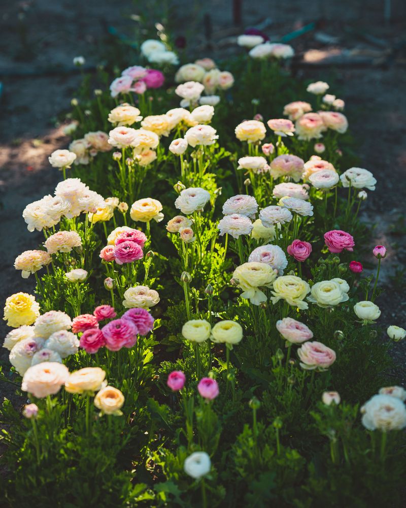 Choose a Variety of Flower Types for a Longer Bloom Season