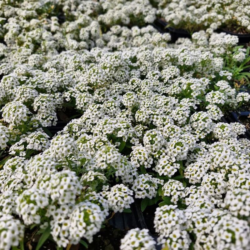 Cultivate Alyssum