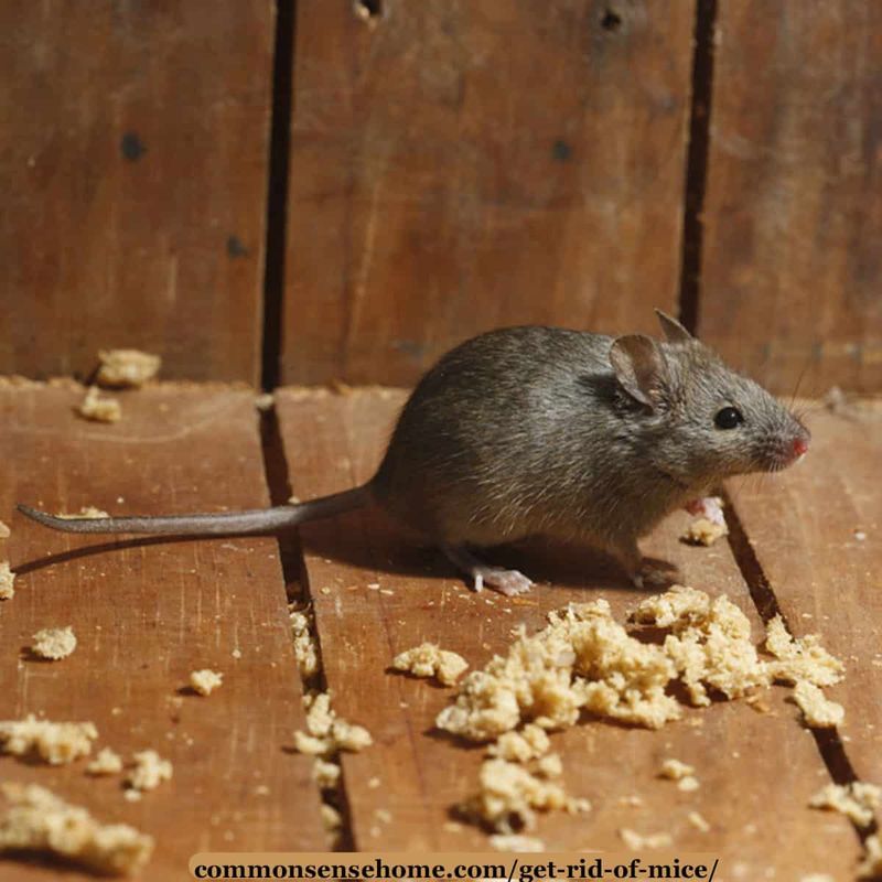 Build a rodent house away from the property