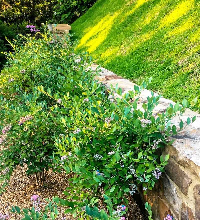 Planting Berry Bushes