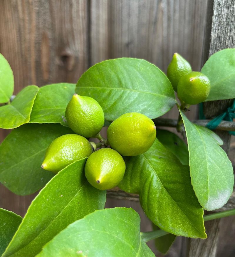 Pollinate Indoor Trees By Hand