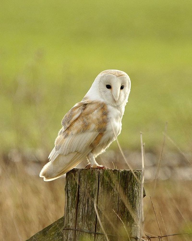 Apply natural predators (like barn owls)