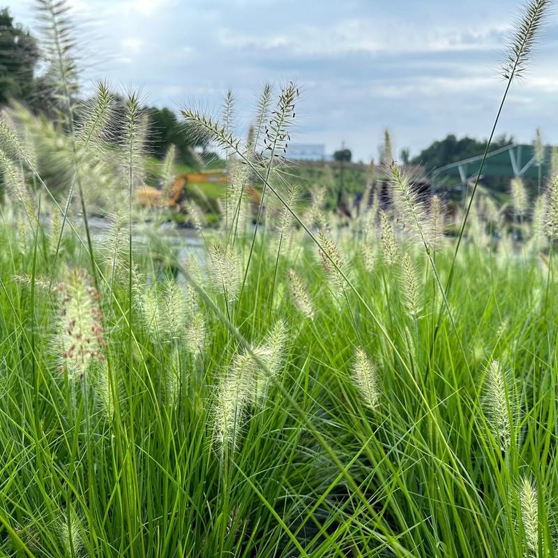 Ornamental Grasses