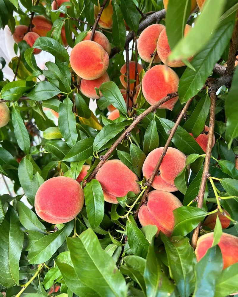 How Long Until A Peach Tree Grown From A Pit Produces Fruit?