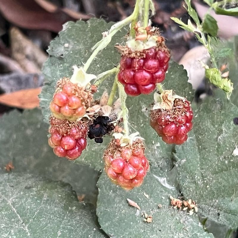 Disease Prevention Pruning