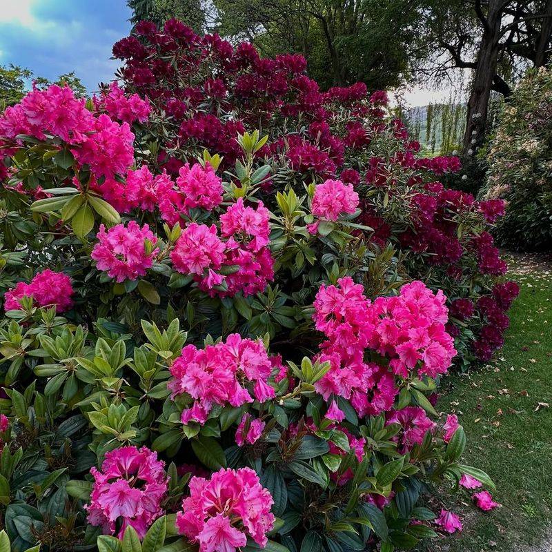 Rhododendron (Rhododendron and Azaleas)