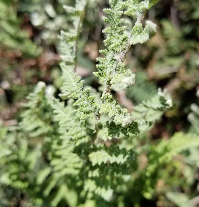 Woolly Fern