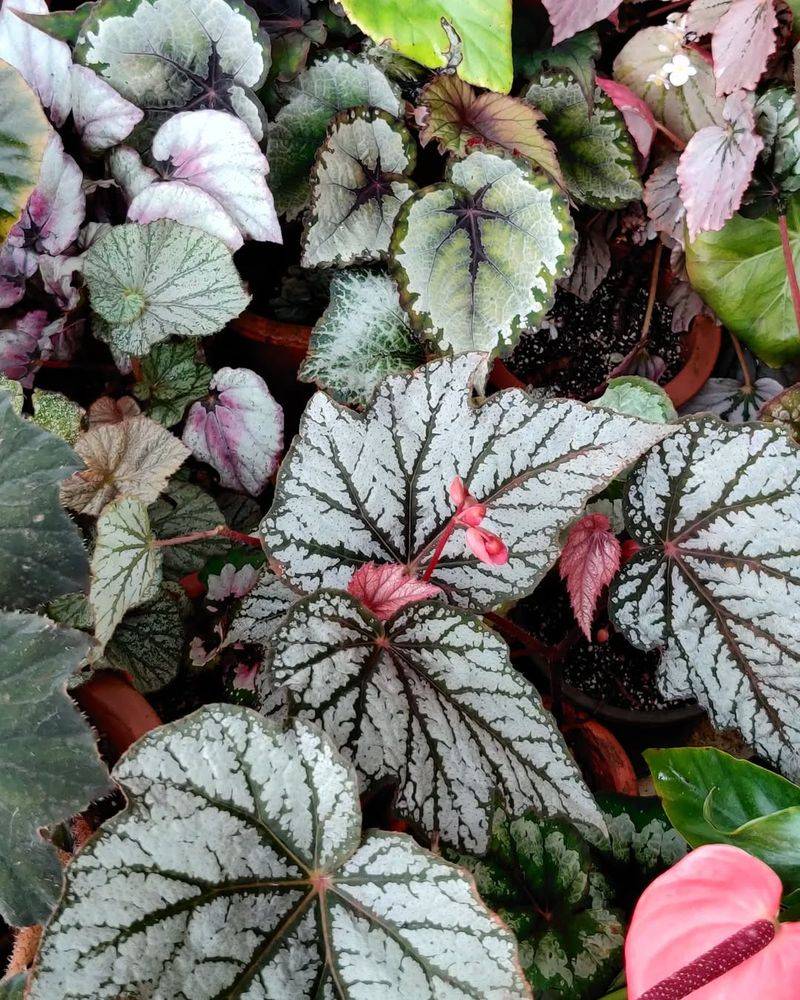 Rex Begonia