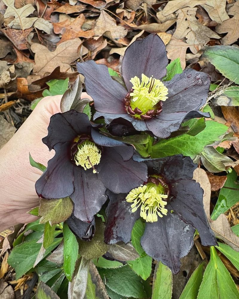 Hellebore