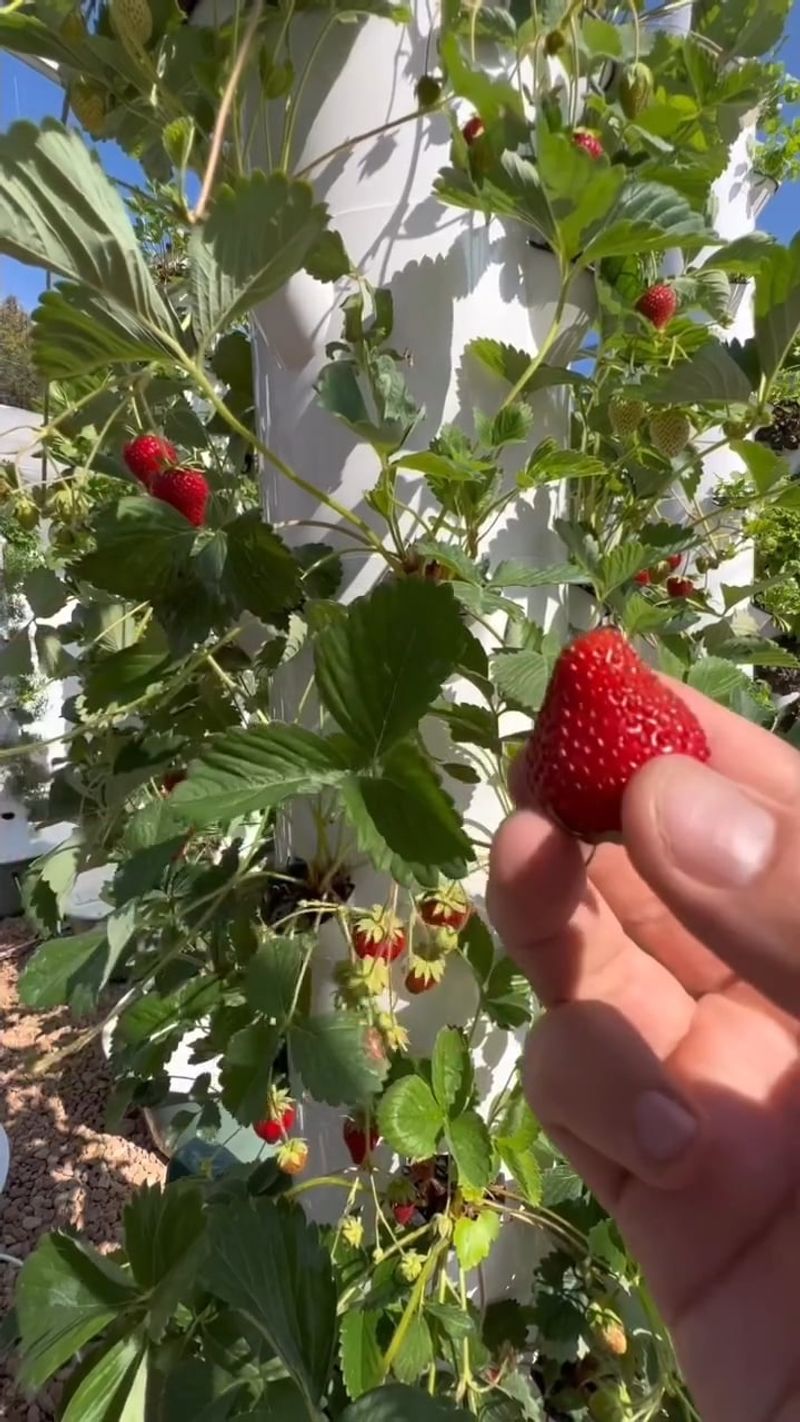 Cabbage & Strawberry