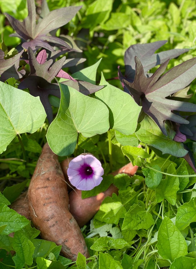 Sweet Potato Vine