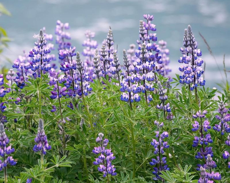 Wild Lupine