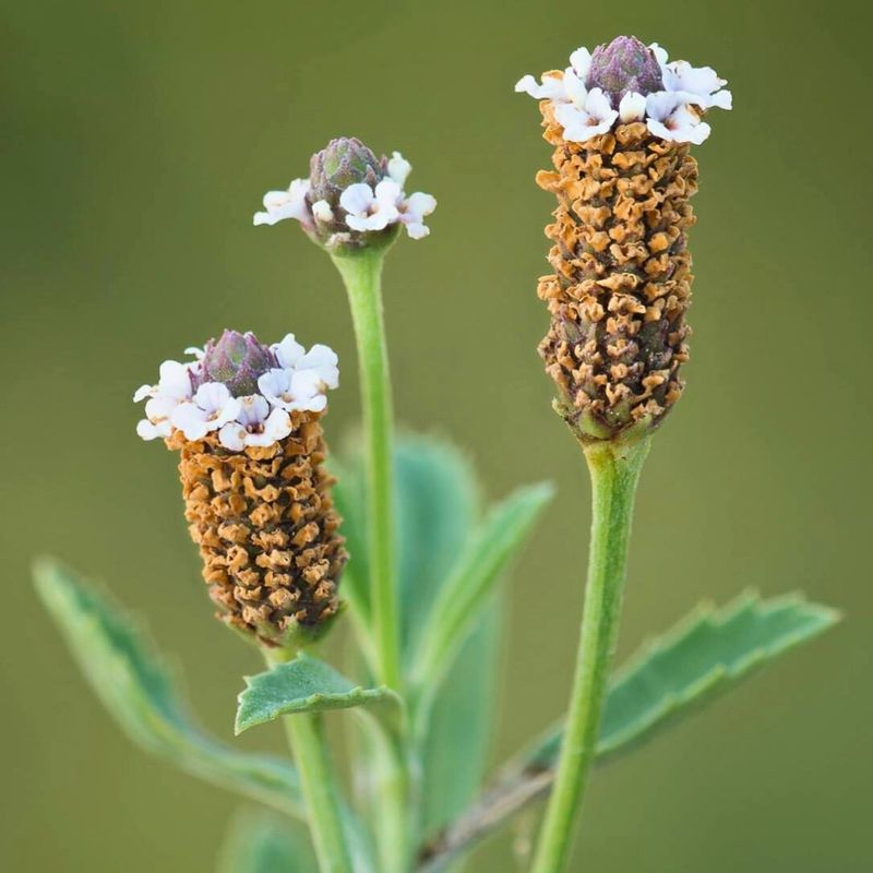 Frogfruit (Phyla nodiflora)