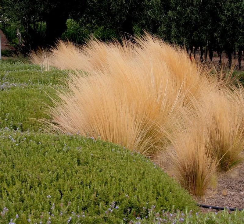 Mexican Feather Grass