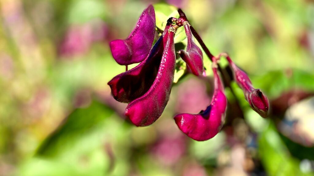 Purple Hyacinth Bean
