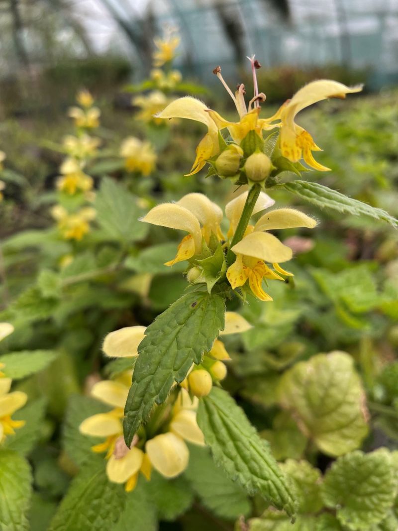 Yellow Archangel