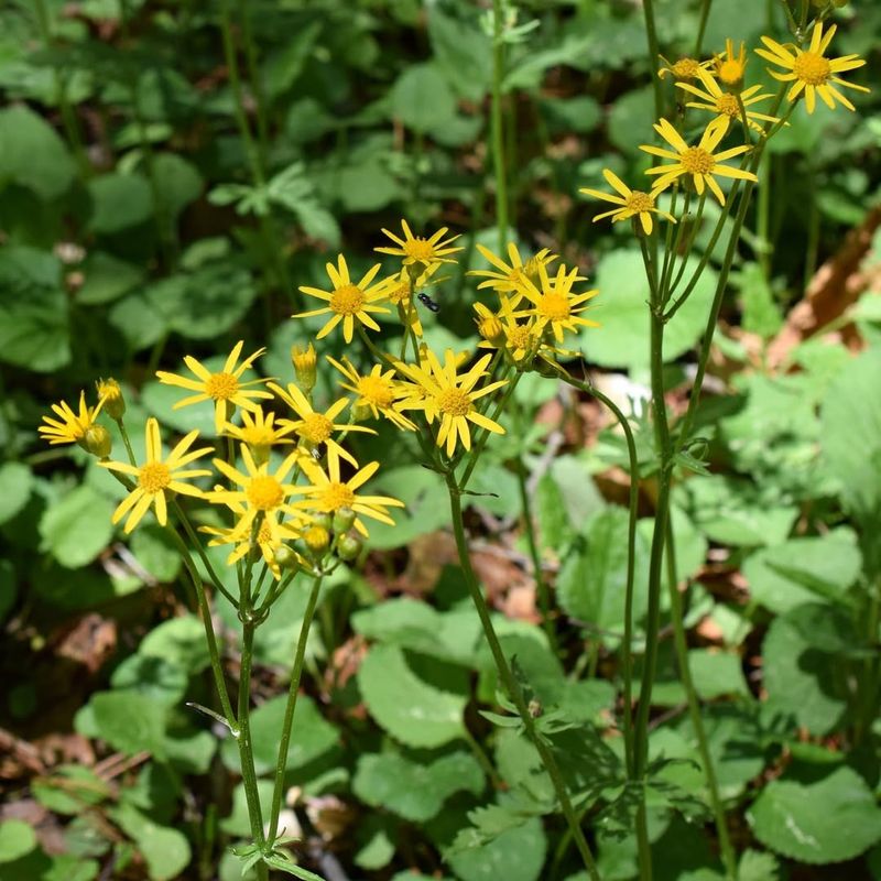 Ragwort