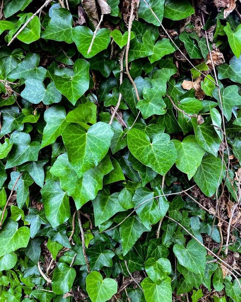 English Ivy (Hedera helix)