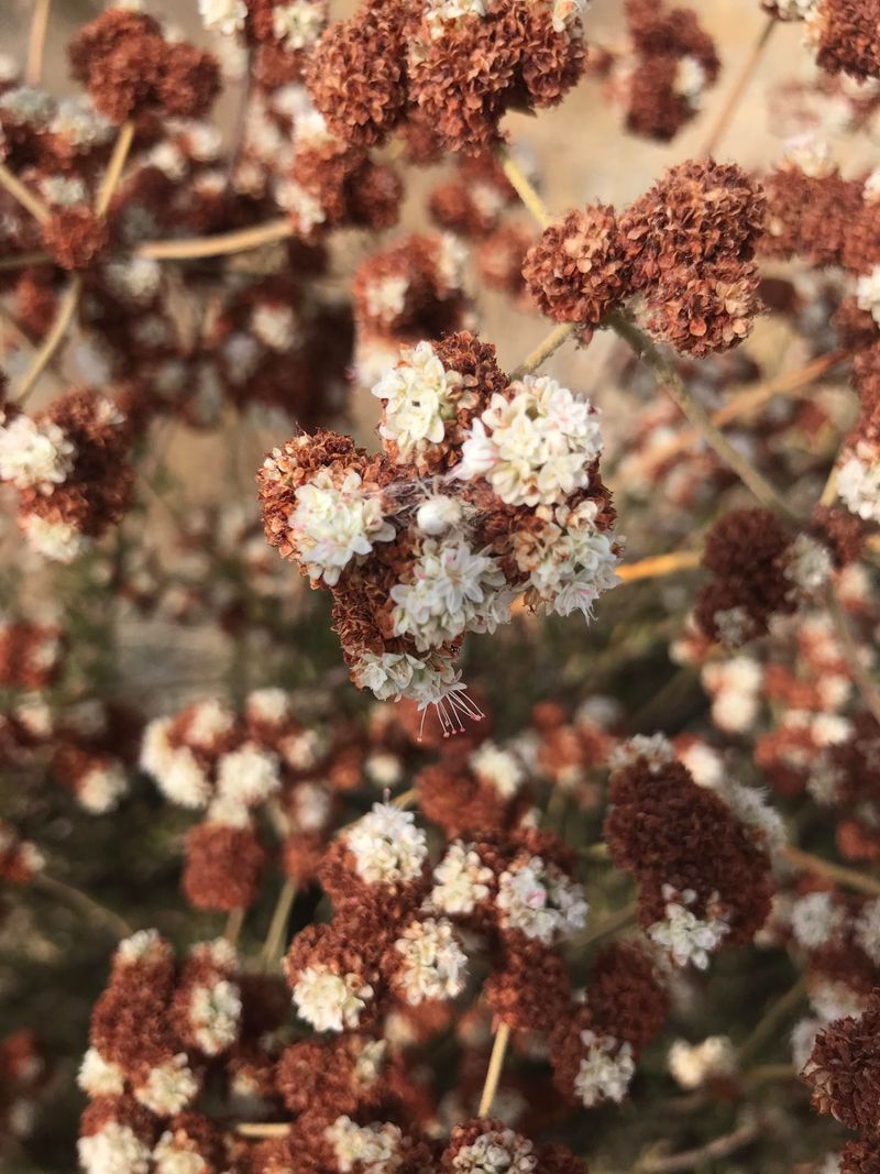 California Buckwheat