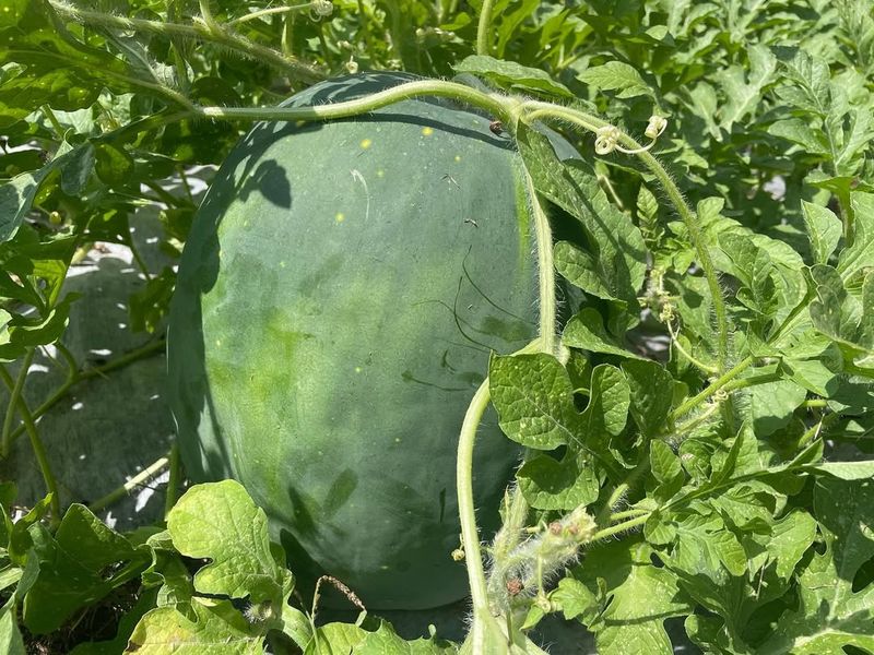 Moon and Stars Watermelon