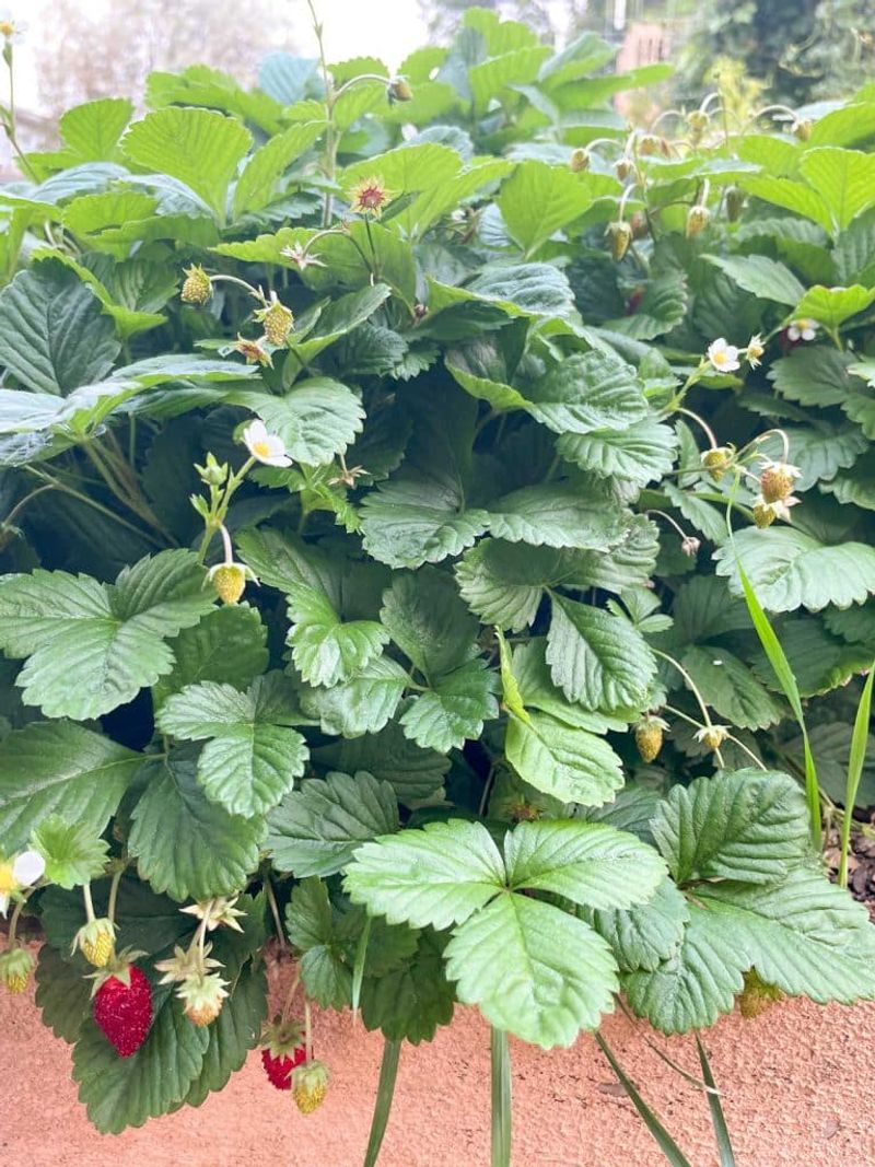 Alpine Strawberry Leaves