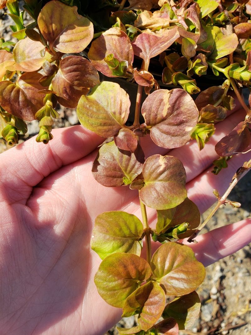 Creeping Jenny