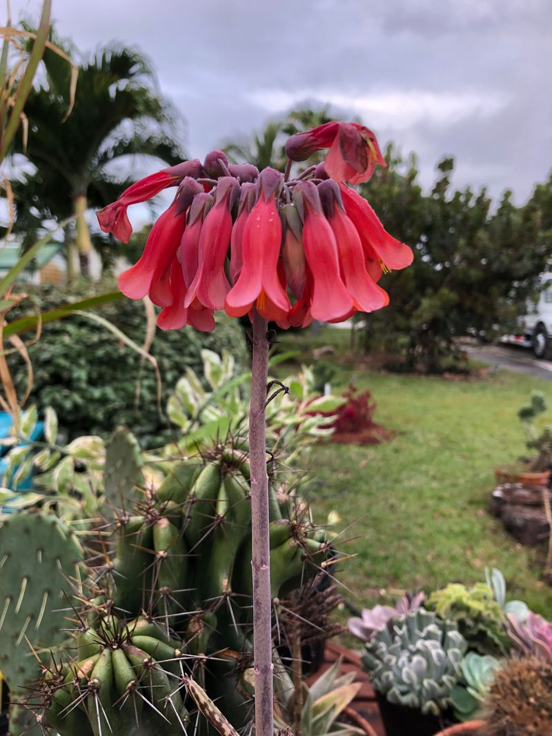 Kalanchoe Tubiflora