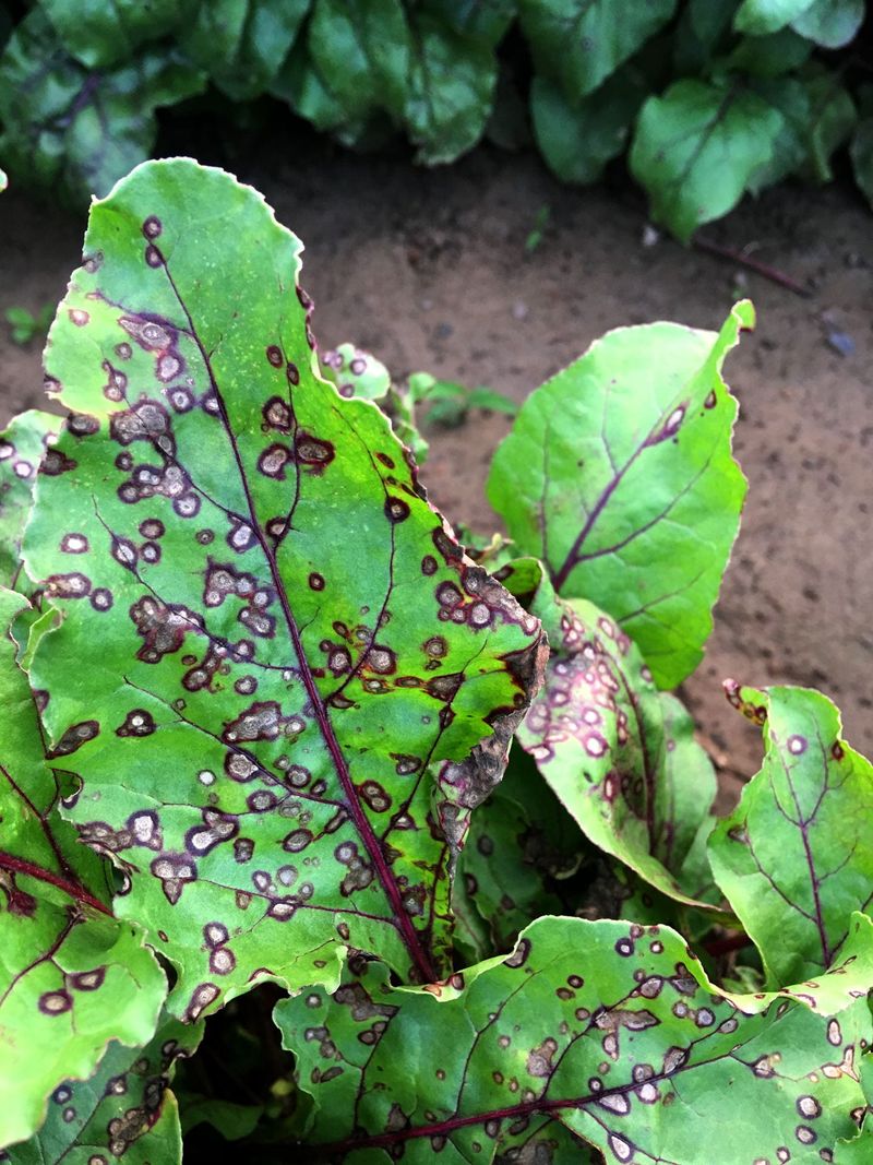 Cercospora Leaf Spot