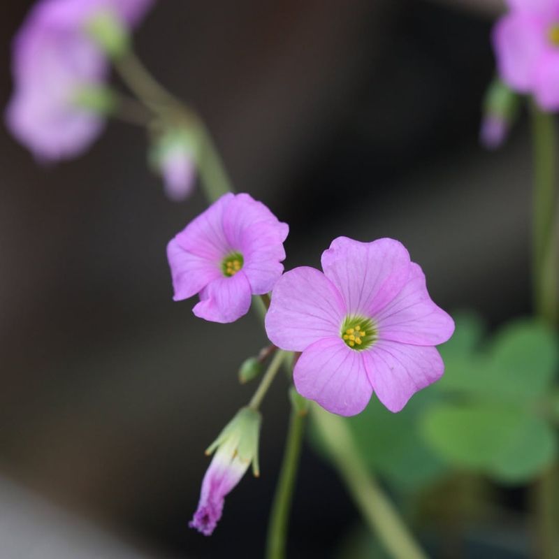 Wood Sorrel (Oxalis spp.) – The Vitamin C Booster