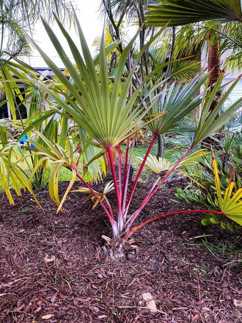 Red Latan Palm