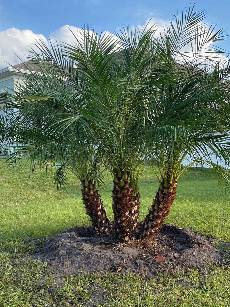 Pygmy Date Palm