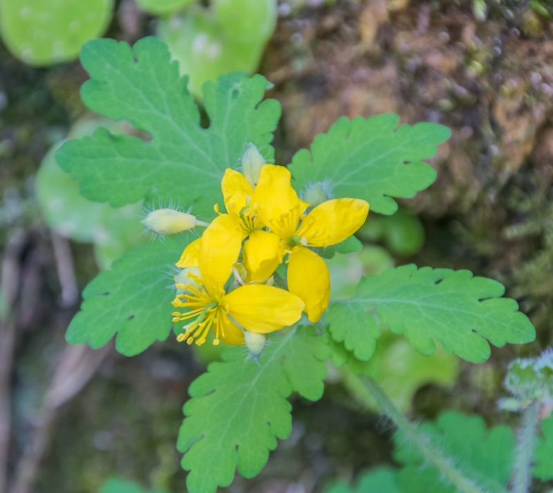 Greater Celandine