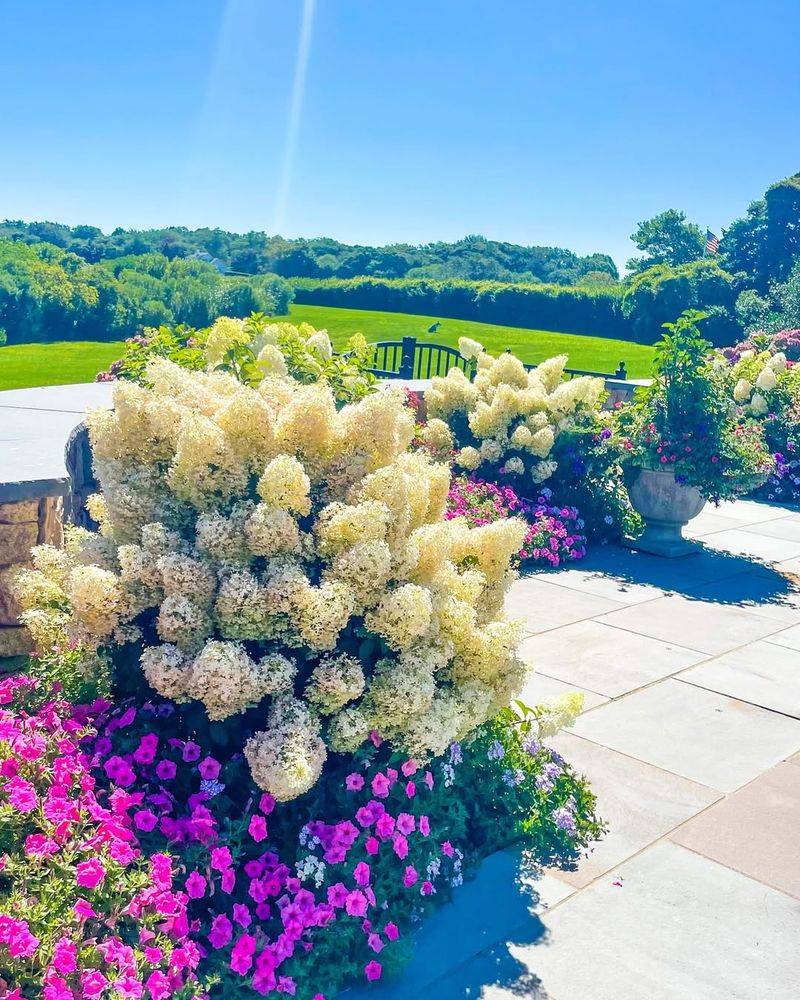 Bobo Hydrangea