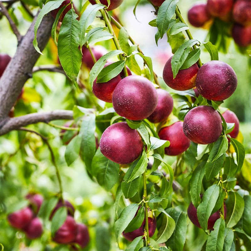 Nectarine Tree