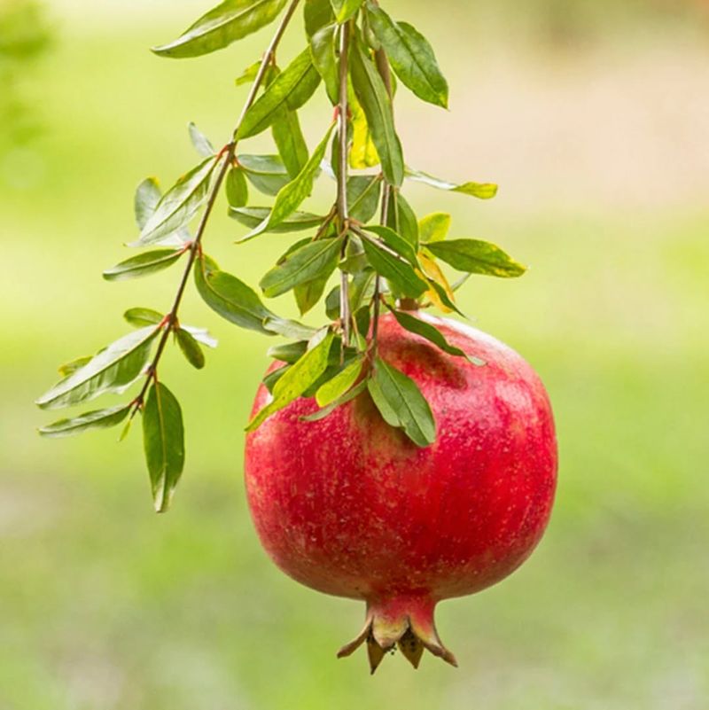 Pomegranates