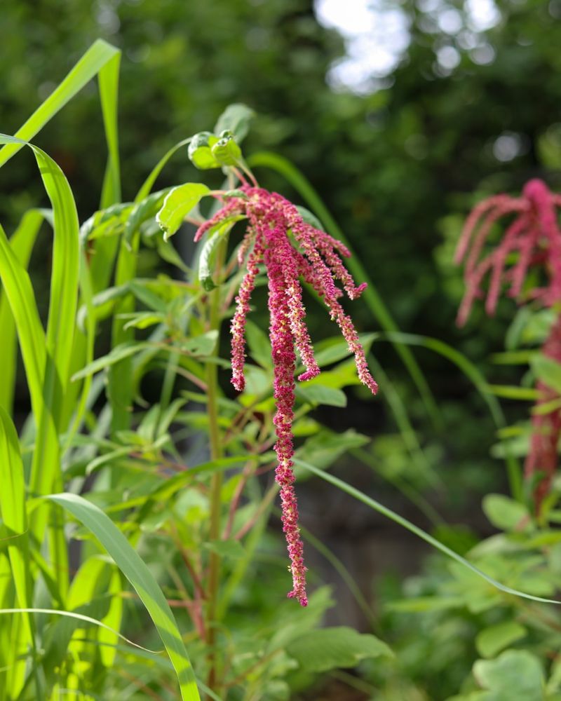 Amaranth