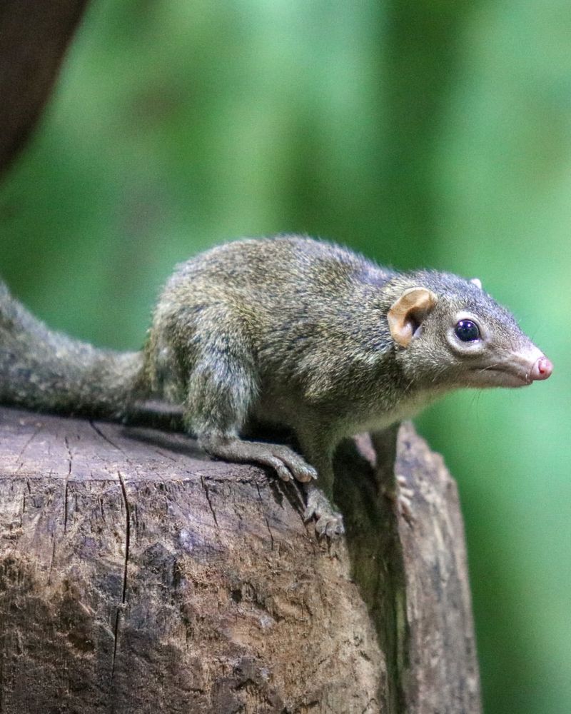 Tree Shrew