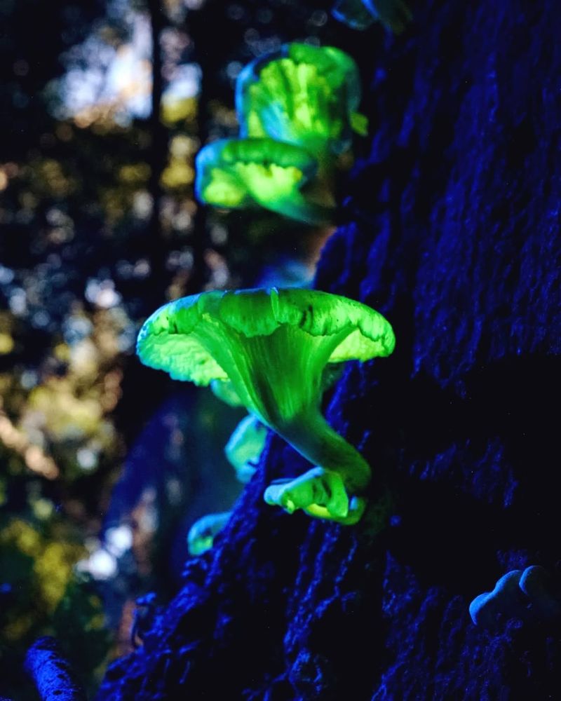 Fungi Glowing Trees