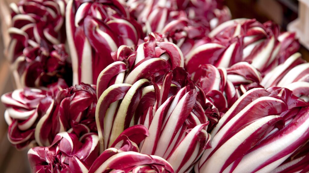 Radicchio