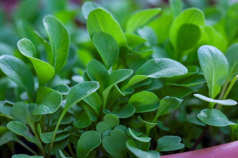 Watercress