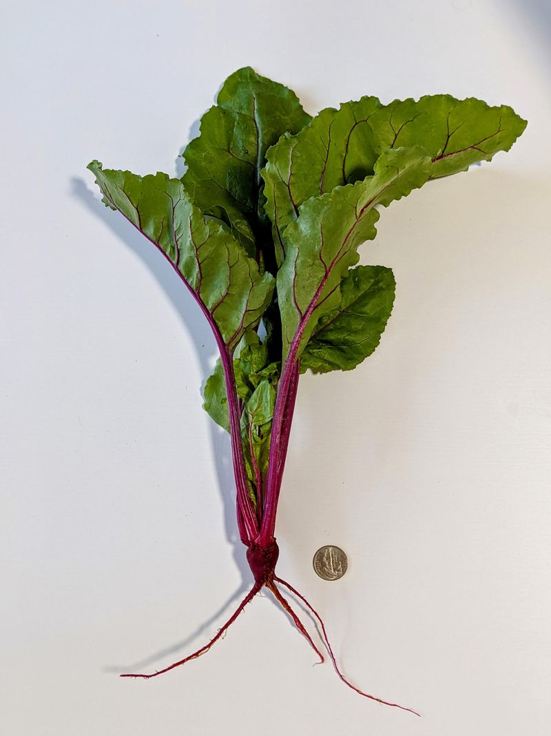 Beet Tops