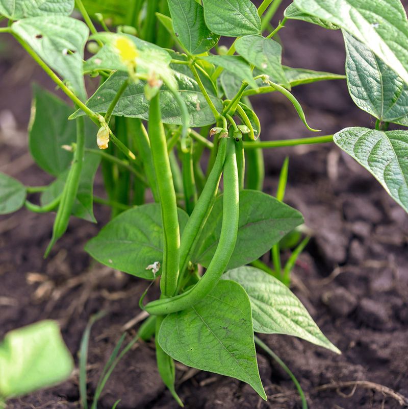 Green Beans