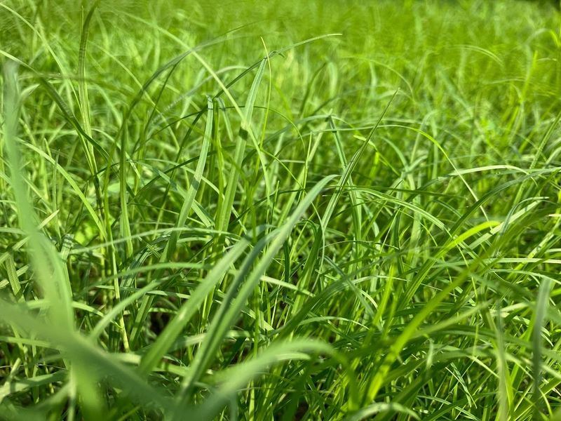 Bermuda Grass