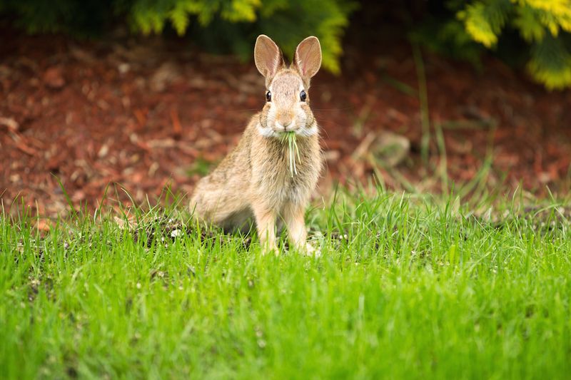 Keep Pets and Animals Off the Seeded Area