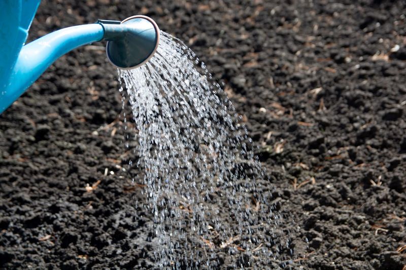 Water the Soil Thoroughly Before Sowing